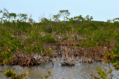mangroves key deer nwr